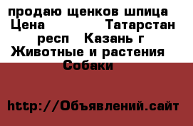 продаю щенков шпица › Цена ­ 35 000 - Татарстан респ., Казань г. Животные и растения » Собаки   
